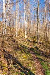 Nature trail in a sunny spring forest
