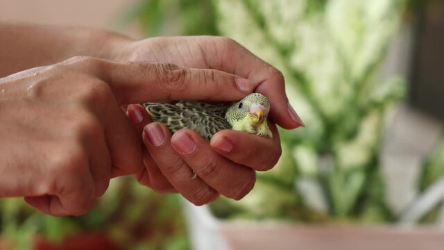 Taking care feeding pet bird budgie chick with hand baby love bird caring human hand 4K video footage pet house Kerala India kid taming playing small birdie giving food green leafy vegetable eating