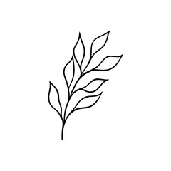 Hand drawn herb graphic art. Black and white sketch isolated. Vecyor doodle illustration.