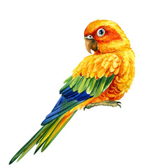 lovebirds parrot on an isolated white background, watercolor illustration