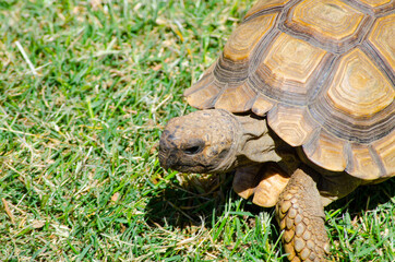 Obraz premium Cute African turtle walking on the green grass in Close-up.