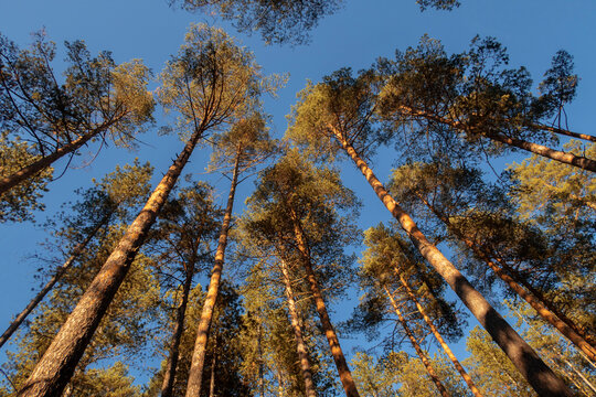 Autumn Forest Trees And Blue Sky 