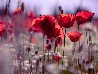 Summer Poppy Meadow