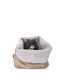 Cute little black hamster sitting in tiny brown woven bag. Looking over edge straight to camera....