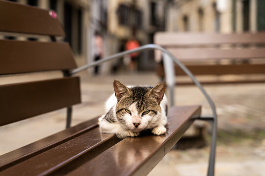 Stray cat sleeping on bench