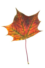 Fototapeta premium Colorful maple leaf isolated