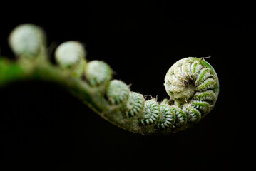 A young fern uncurling 