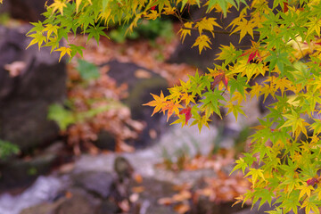 川の流れと紅葉