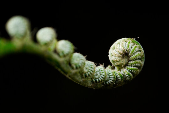 A young fern uncurling 