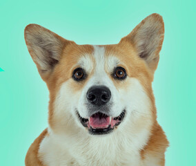 Pembroke Welsh Corgi