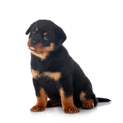 puppy rottweiler in studio