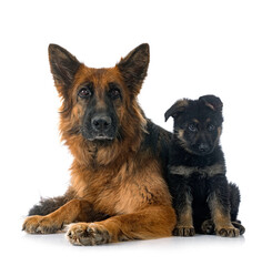 puppy german shepherd and adult