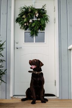 Dog near decorated for Christmas door