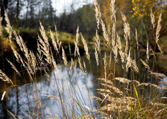 reeds in the wind - 473704810