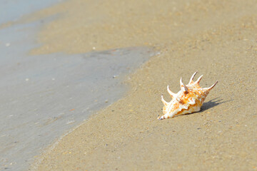 Sea snail on the beach and the sea background