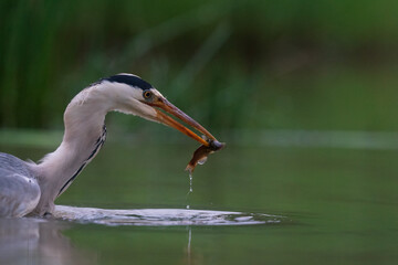 The grey heron (Ardea cinerea)