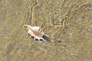 Sea snail on the beach and the sea background