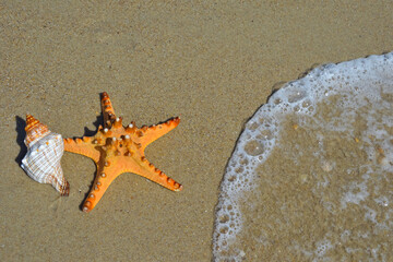 Star fish and seashell on the beach and the sea background