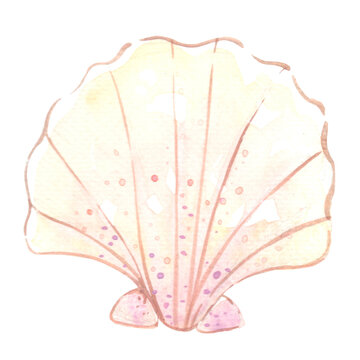 Sea shell watercolor illustration for decoration on ocean and summer holiday.