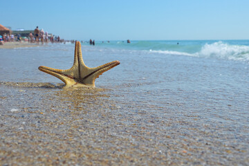 Star fish on the beach and the sea background