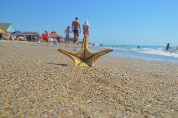 Star fish on the beach and the sea background