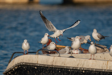 Slender-billed Gull (Chroicocephalus genei) perched on boat rim