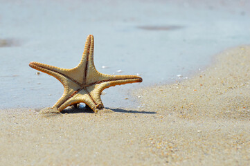 Star fish on the beach and the sea background