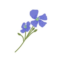 Veronica chamaedrys, wild herbal flower. Bird s eye speedwell, floral herb. Blooming field plant. Botanical flat vector illustration of wildflower isolated on white background