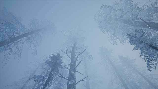 Misty forest