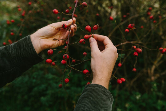 Hand with rose hip