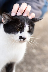 猫を撫でる　黒白猫