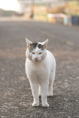 警戒する猫　キジ白