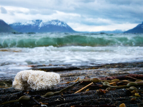 Polystyrene plastics pollute Arctic ocean environment