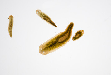 Planarian parasite (flatworm) under microscope view.