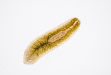 Planarian parasite (flatworm) under microscope view.