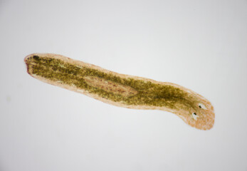 Planarian parasite (flatworm) under microscope view.