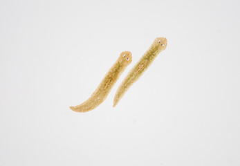 Planarian parasite (flatworm) under microscope view.