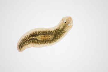 Planarian parasite (flatworm) under microscope view.