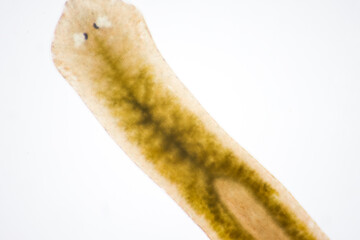 Planarian parasite (flatworm) under microscope view.