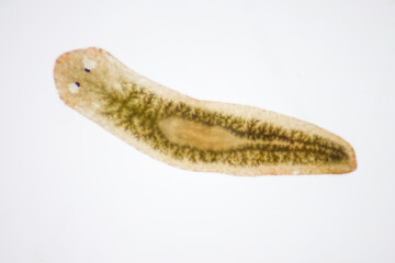 Planarian parasite (flatworm) under microscope view.