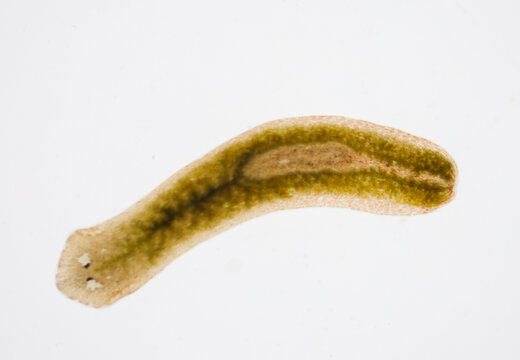 Planarian parasite (flatworm) under microscope view.
