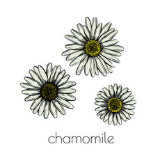 Chamomile flower sketch. Hand drawn style. Leaves pattern. Beautiful floral background design. Line art.