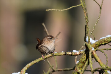 The Eurasian wren sitting on a twig, Troglodytes troglodytes, a bird that makes interesting sounds, sings beautifully, small, fast and agile, builds a nest in the windings