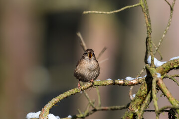 The Eurasian wren sitting on a twig, Troglodytes troglodytes, a bird that makes interesting sounds, sings beautifully, small, fast and agile, builds a nest in the windings