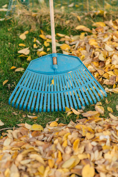 garden rake on the yellow leaves