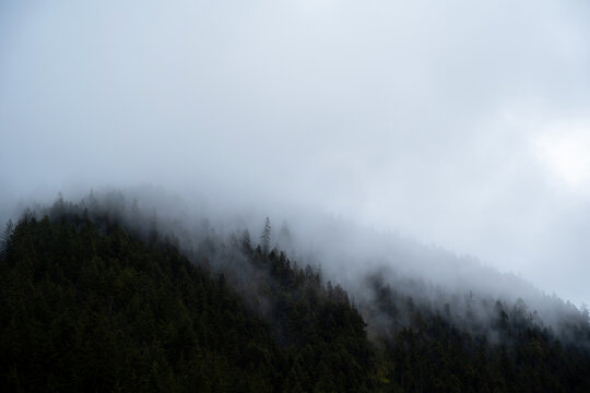 Pine Landscape With Fog