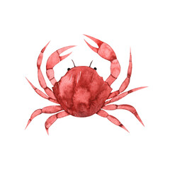 Watercolor drawing red crab isolated on white background. Marine animal. Underwater world. Seafood.
