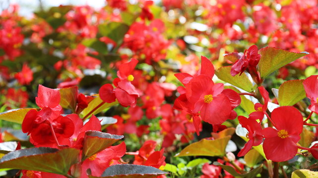 Begonia red flowers. Background of Begonia semperflorens (Begonia spp.) A beautiful flowering ornamental plant with a sour taste that can be used for cooking. selective focus