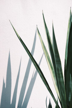 cactus and shadow