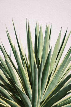 cactus succulent spikes